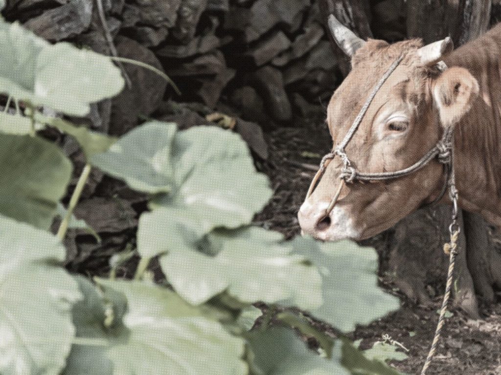 cow_4x3